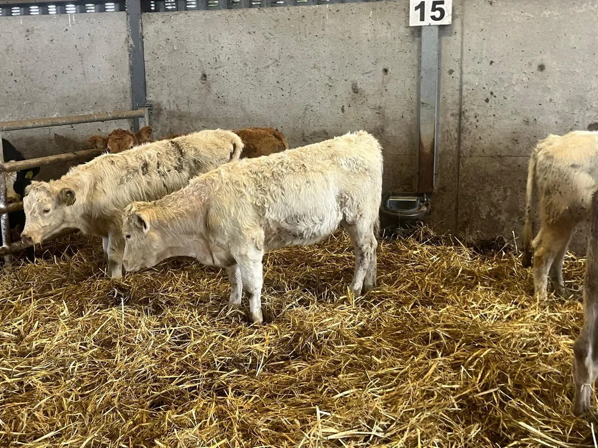 5 super continental weanling heifers - Image 4