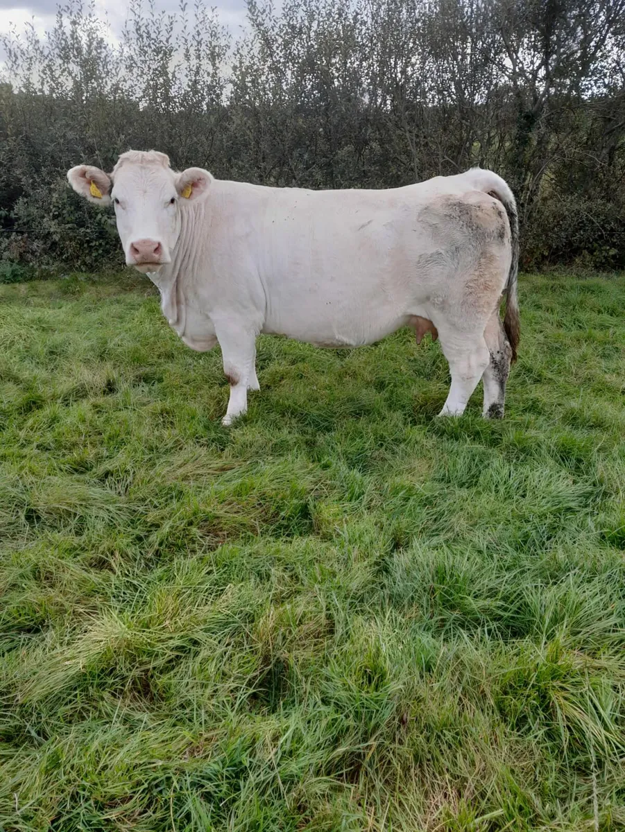 Skibbereen Mart 17th of October - Image 1