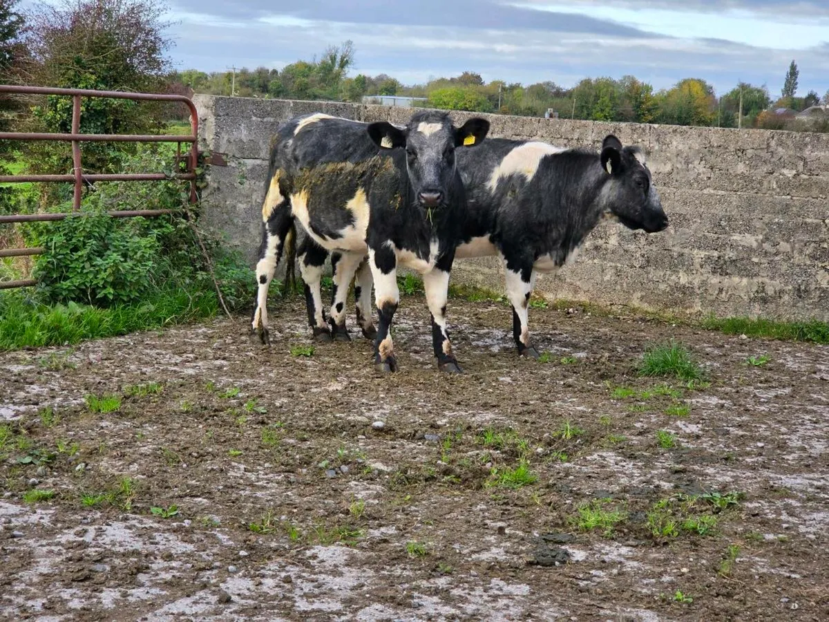 Livestock - Image 1