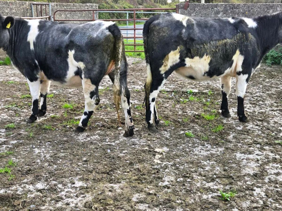 Livestock - Image 2