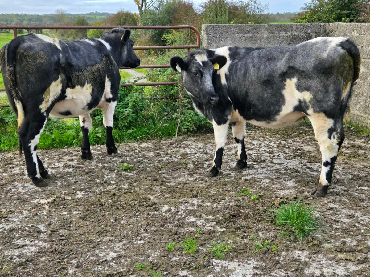 Livestock - Image 3
