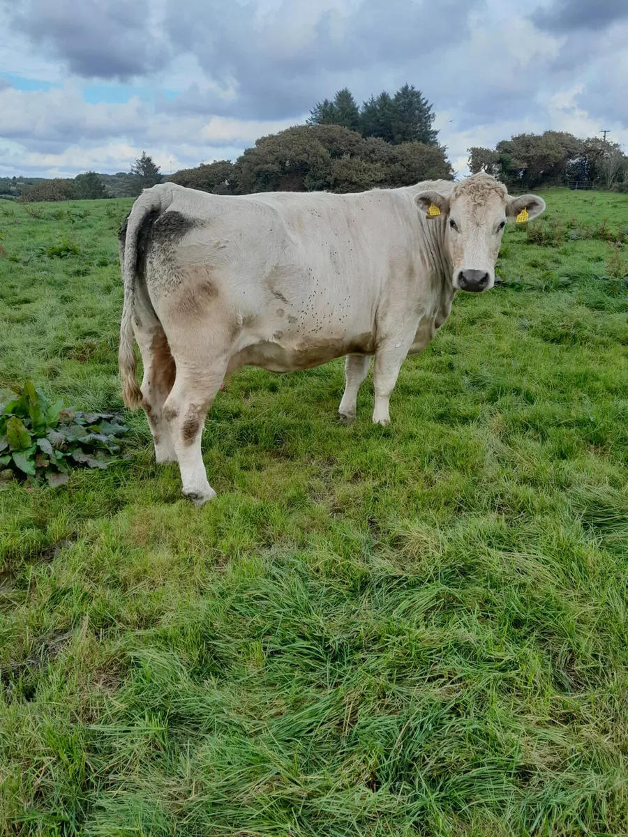 Skibbereen Mart 17th of October - Image 2