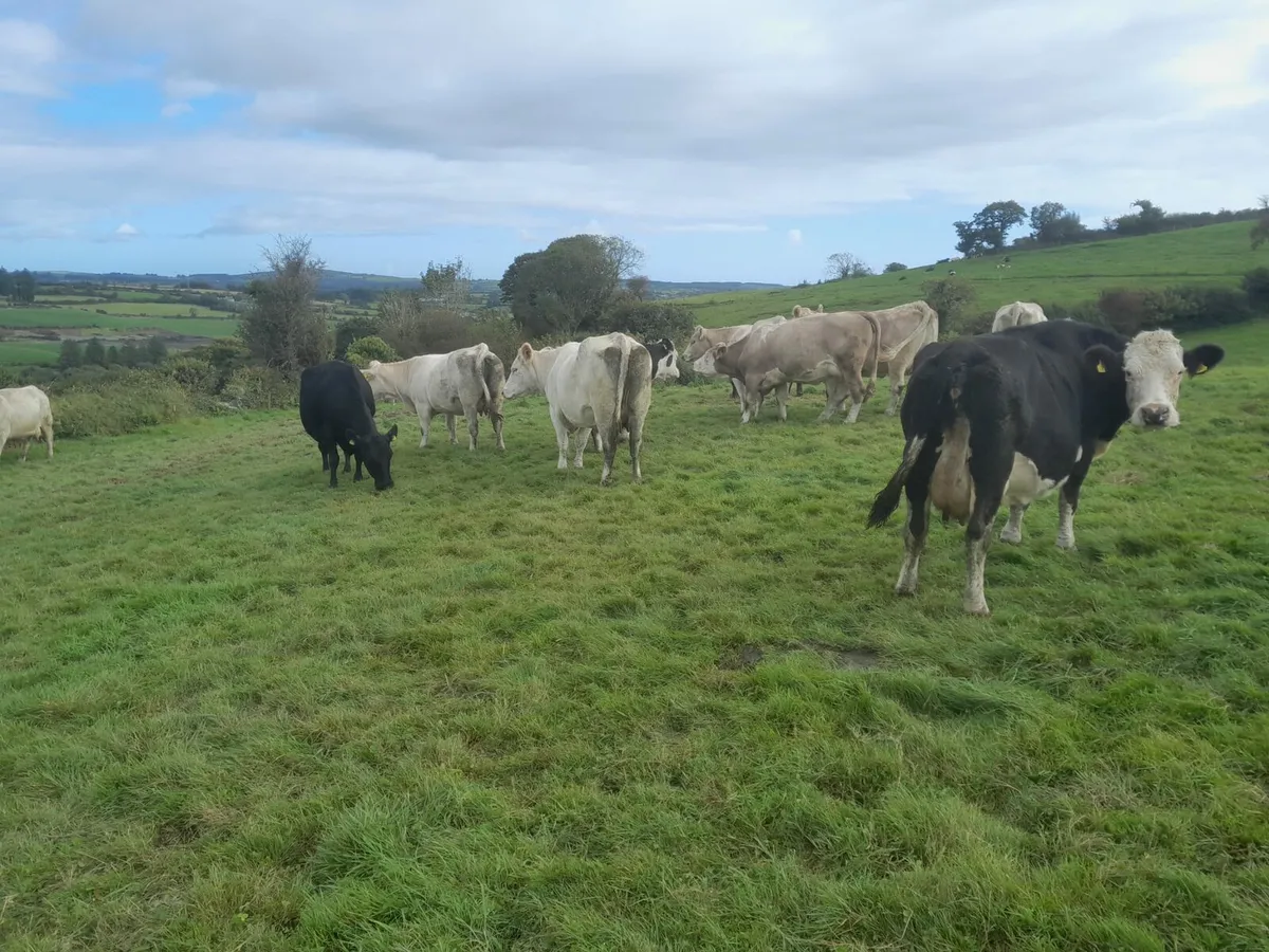 Skibbereen Mart 17th of October - Image 3