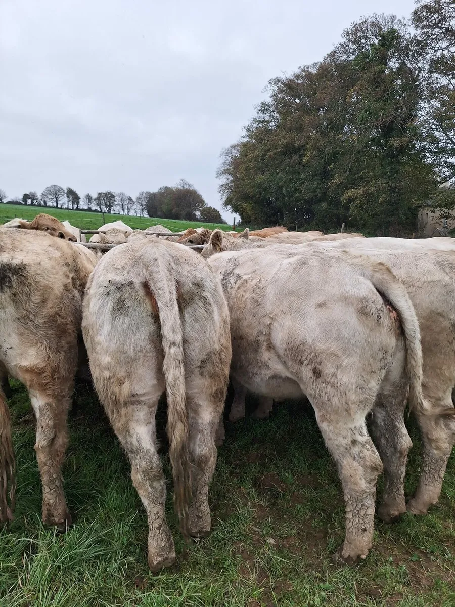 Skibbereen Mart 17th of October - Image 4