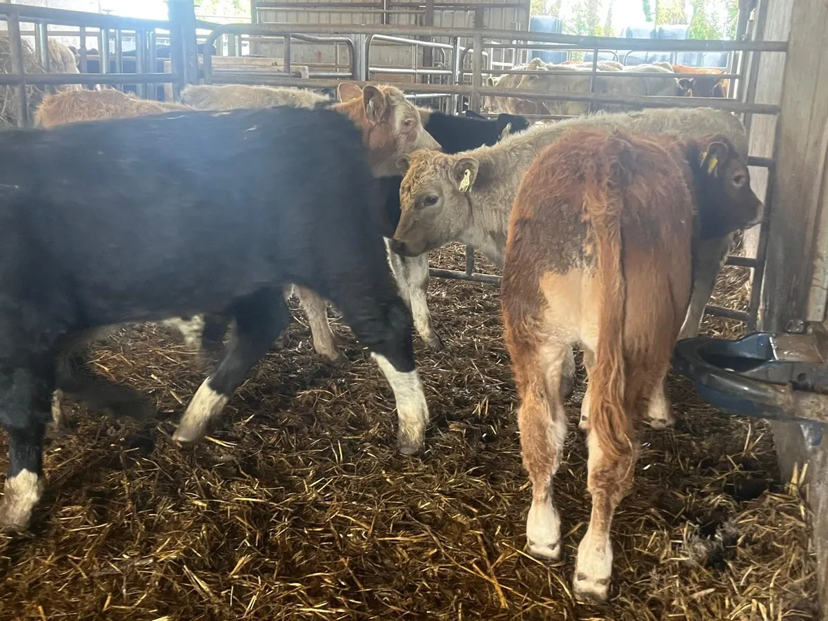 5 super suckler bred continental bulls - Image 1