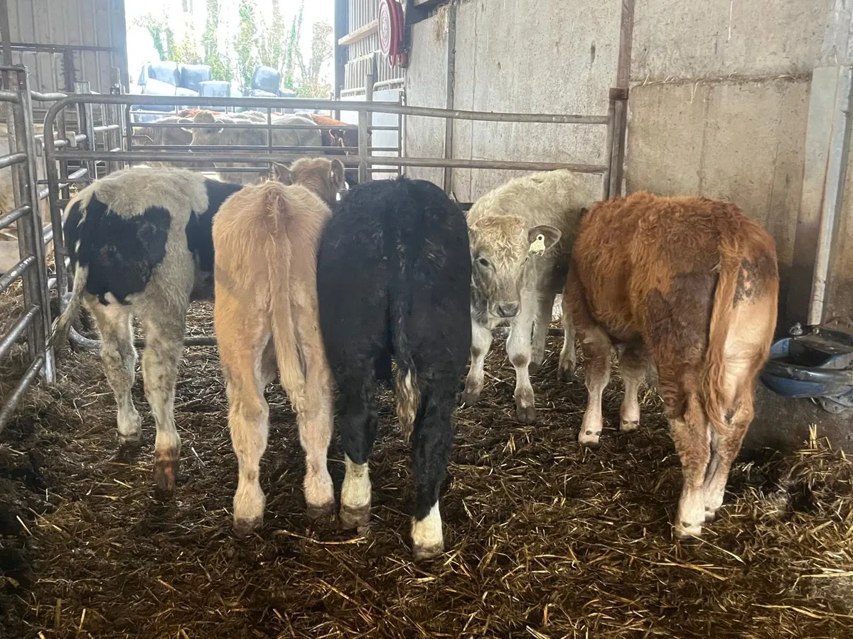 5 super suckler bred continental bulls - Image 2