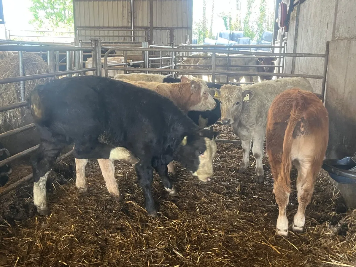 5 super suckler bred continental bulls - Image 3