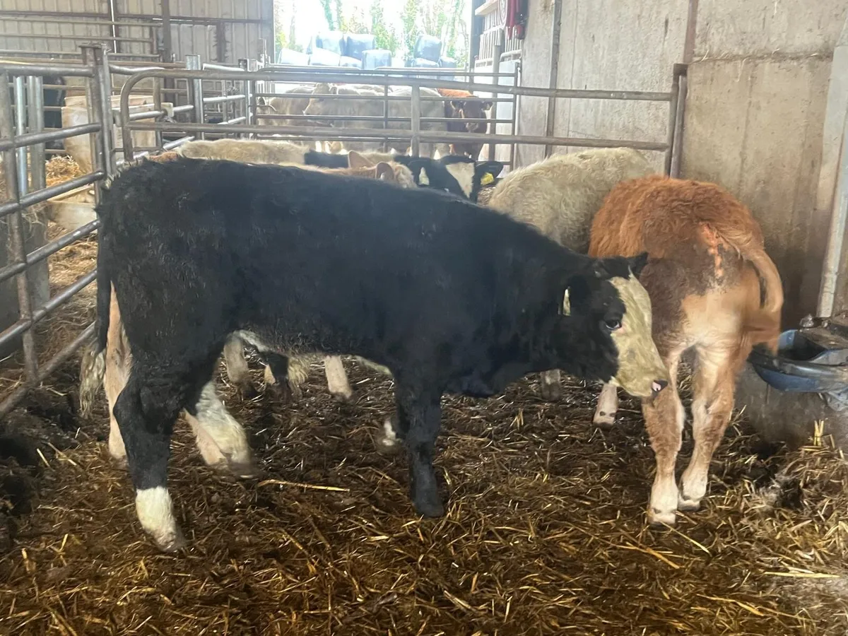 5 super suckler bred continental bulls - Image 4
