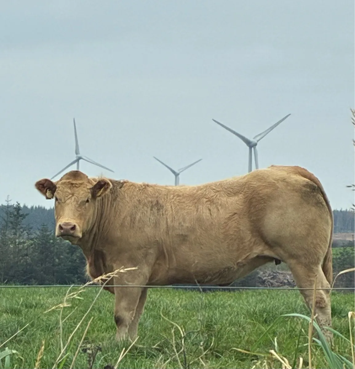 20 Superb Springers - Ennis Mart Tue 21st Oct - Image 4