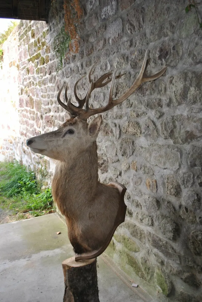 Deer head full bust oak mount taxidermy antique - Image 1