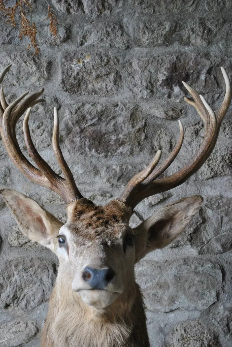 Deer head full bust oak mount taxidermy antique - Image 2