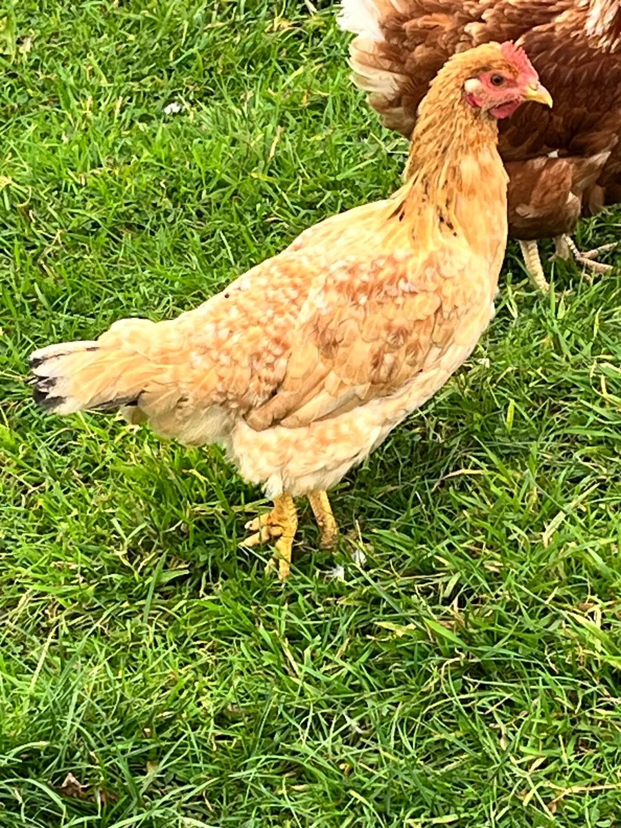 10 free range hens for sale - Image 2