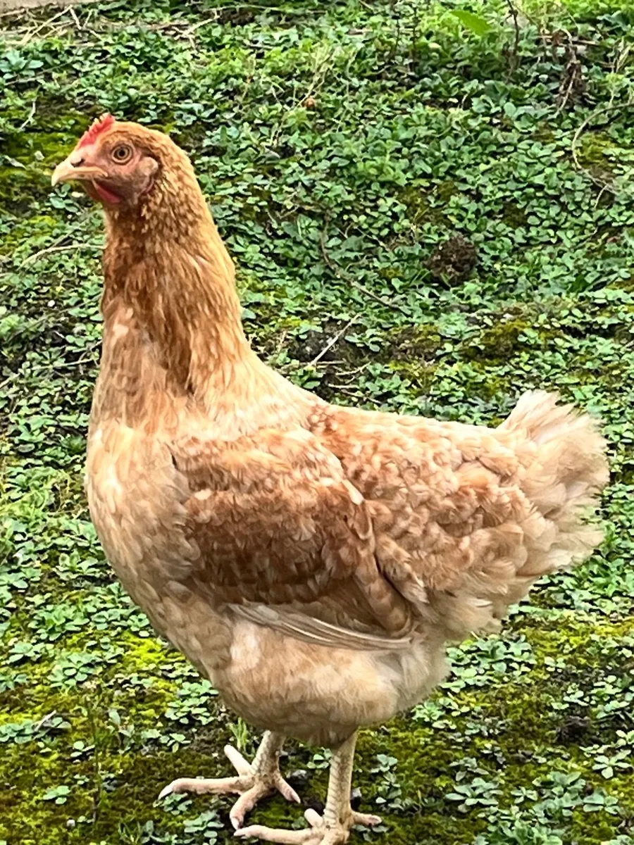 10 free range hens for sale - Image 3