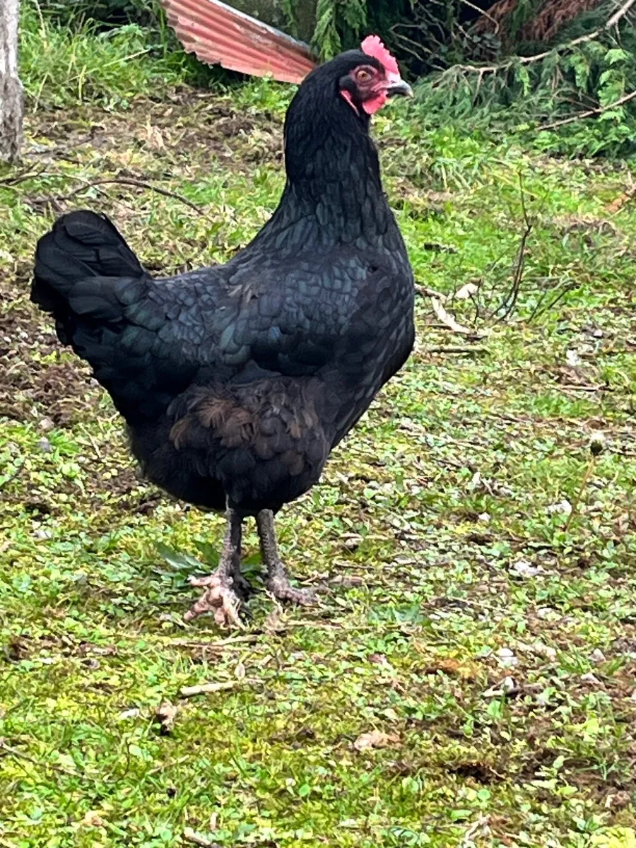 10 free range hens for sale - Image 4