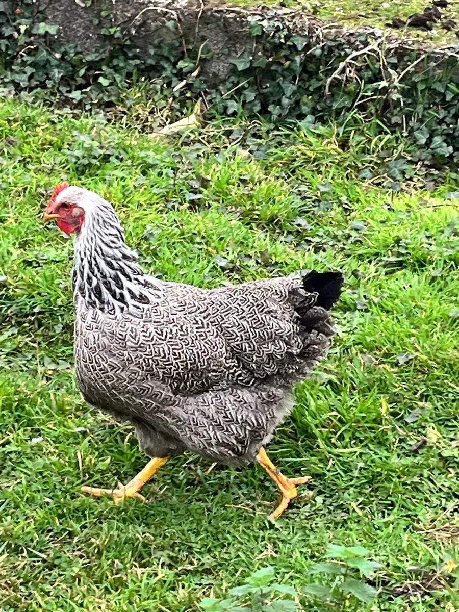 10 free range hens for sale - Image 1