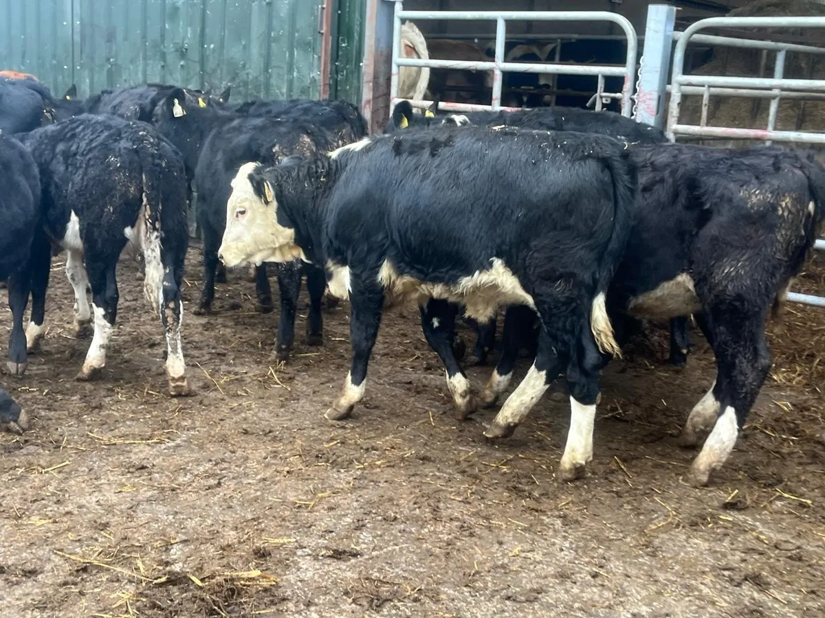 14 super  Angus  and Hereford heifers - Image 1