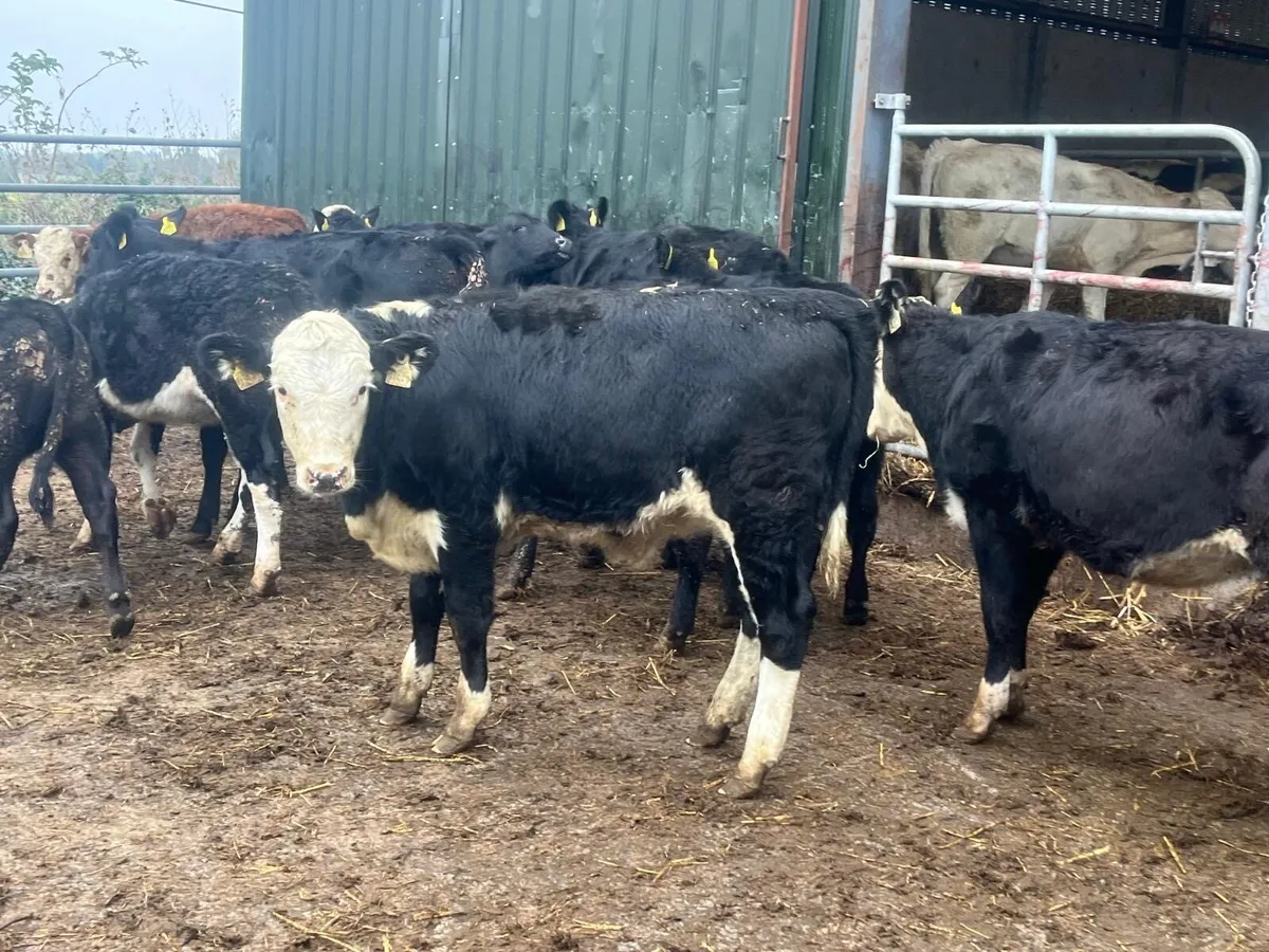 14 super  Angus  and Hereford heifers - Image 2