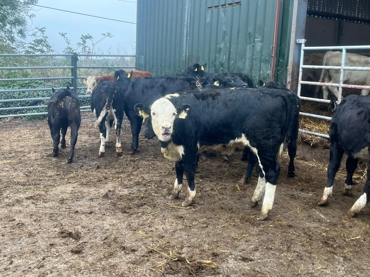 14 super  Angus  and Hereford heifers - Image 3