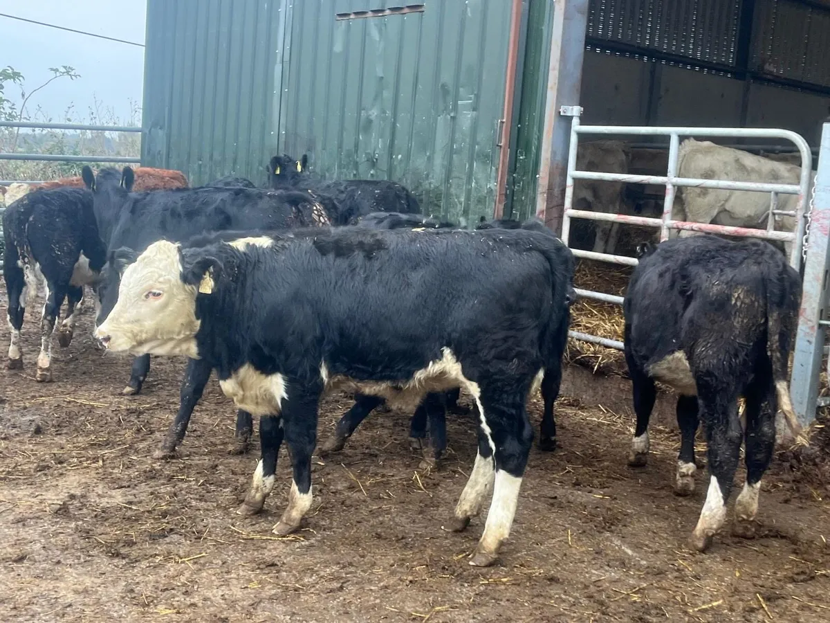 14 super  Angus  and Hereford heifers - Image 4