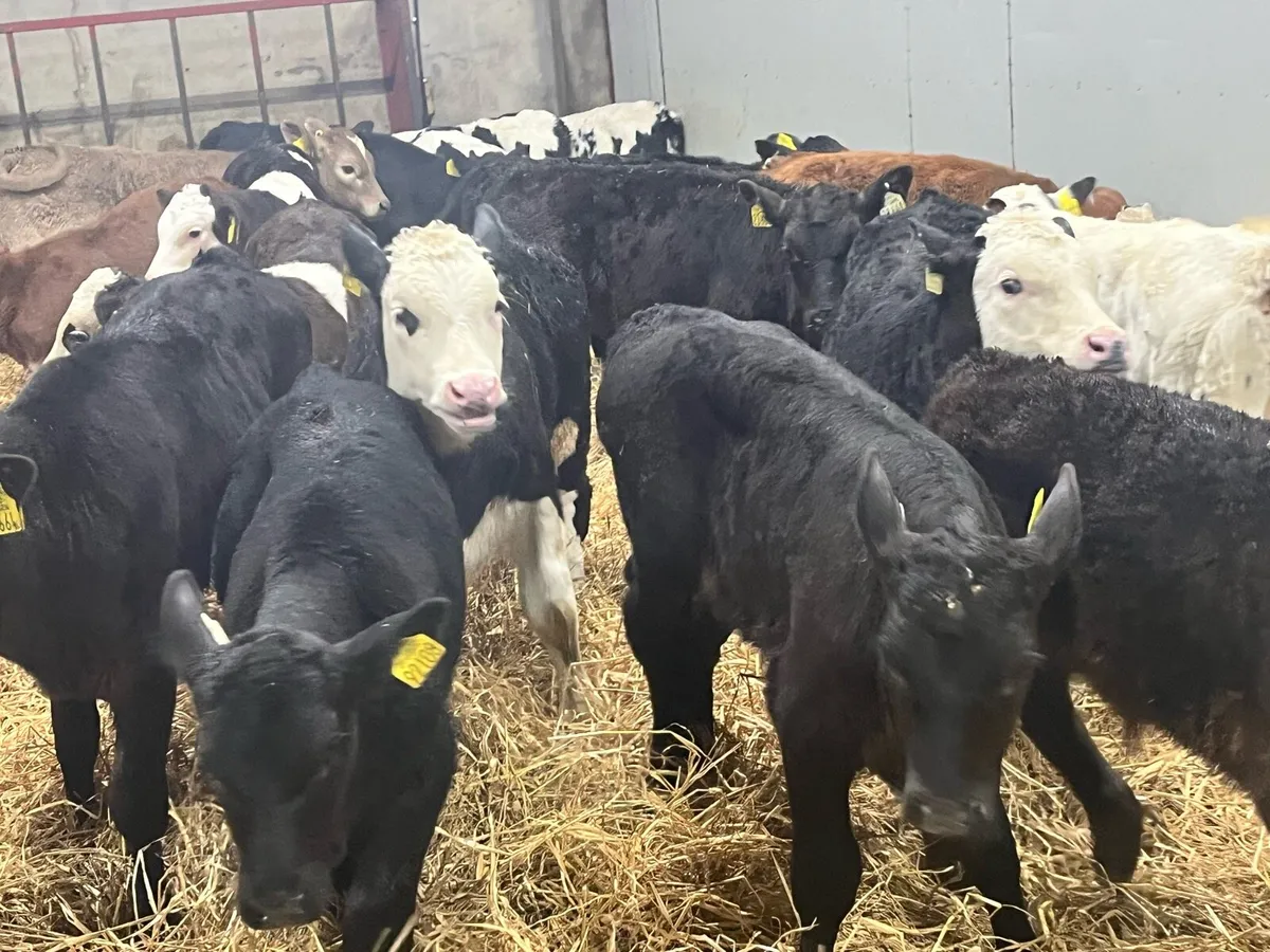 Calves & Reared Calves For Sale - Image 1