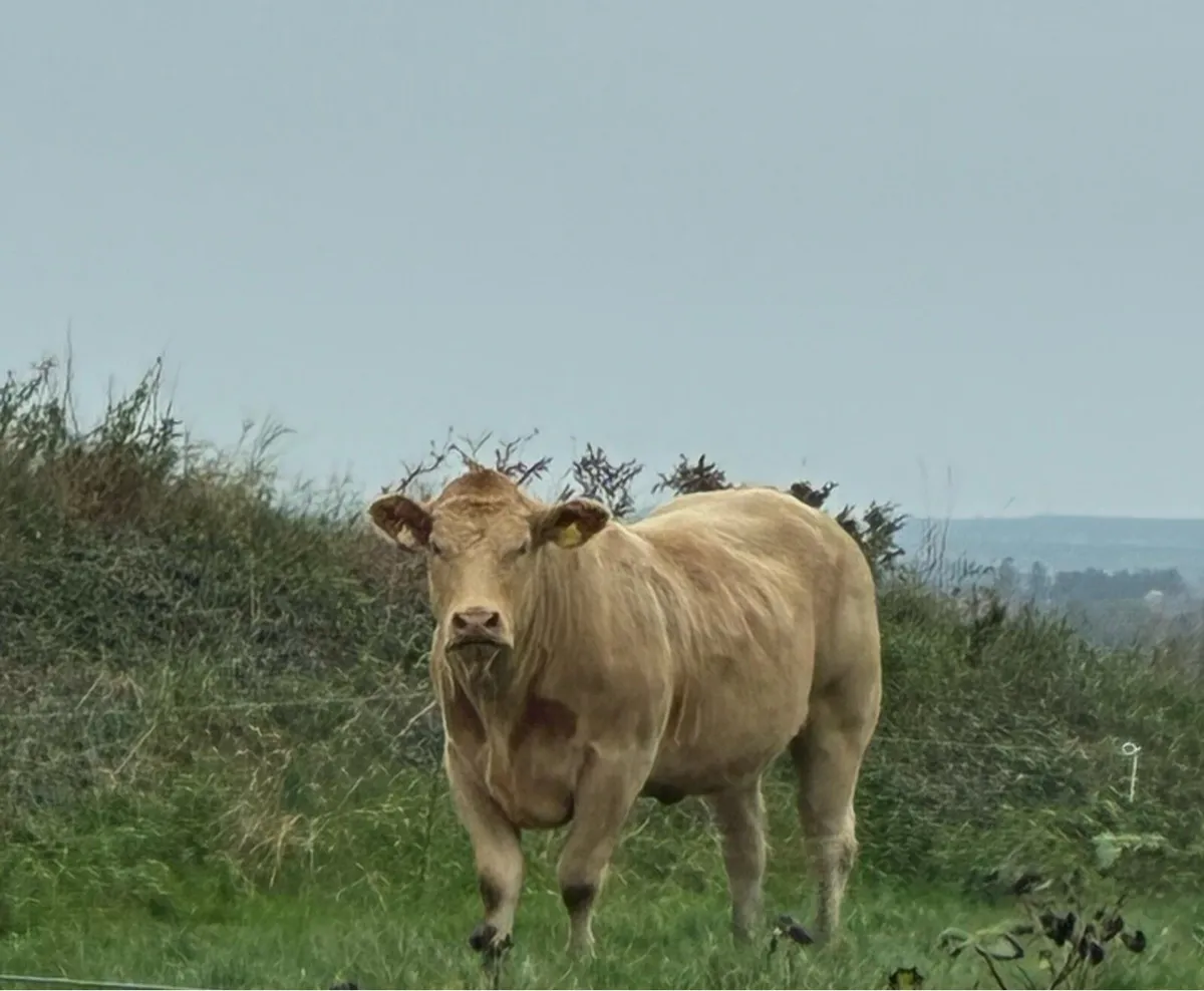20 Superb Springers - Ennis Mart Tue 21st Oct - Image 1