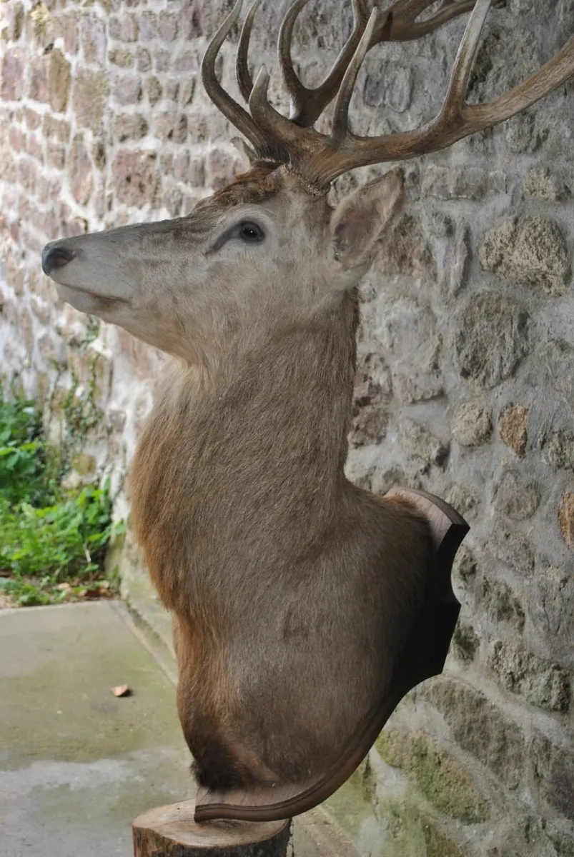 Deer head full bust oak mount taxidermy antique - Image 3