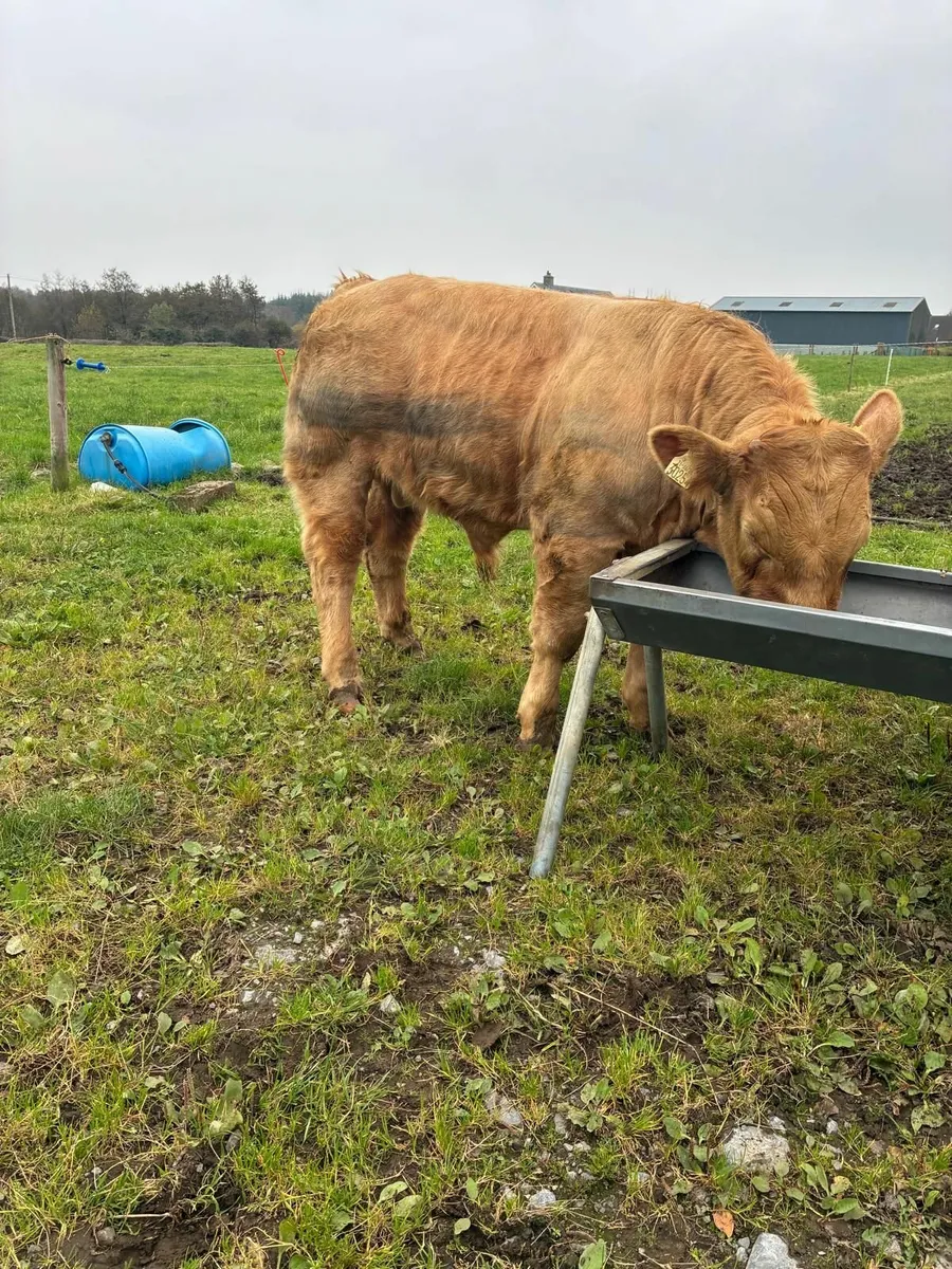 Livestock - Image 2