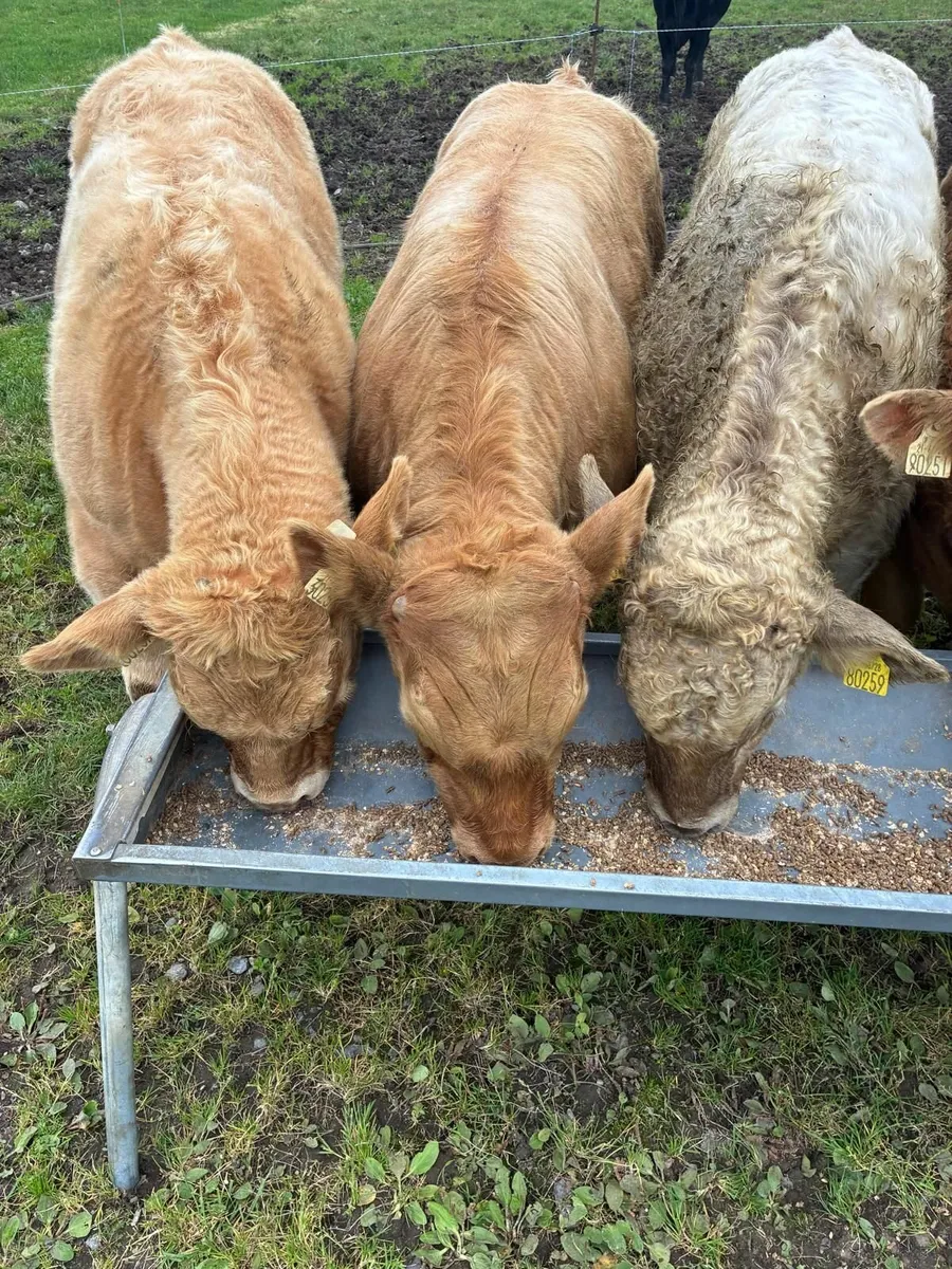 Livestock - Image 3