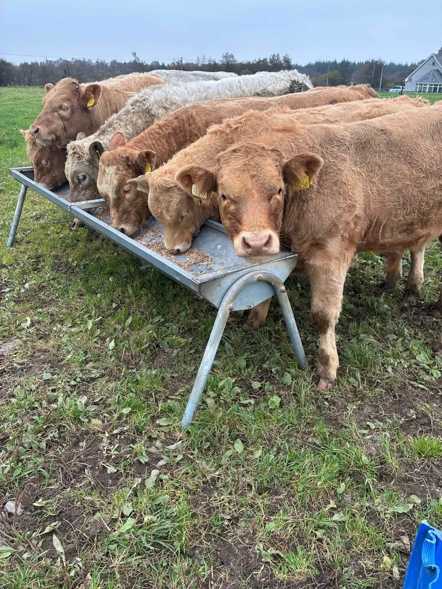 Livestock - Image 1
