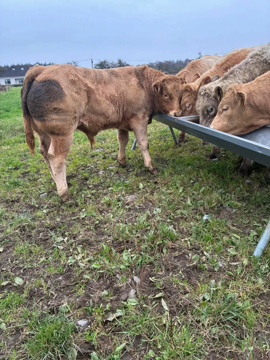Livestock - Image 4
