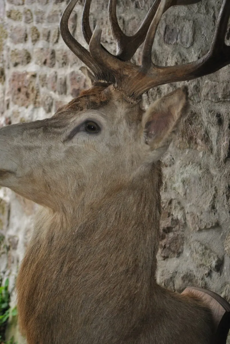Deer head full bust oak mount taxidermy antique - Image 4