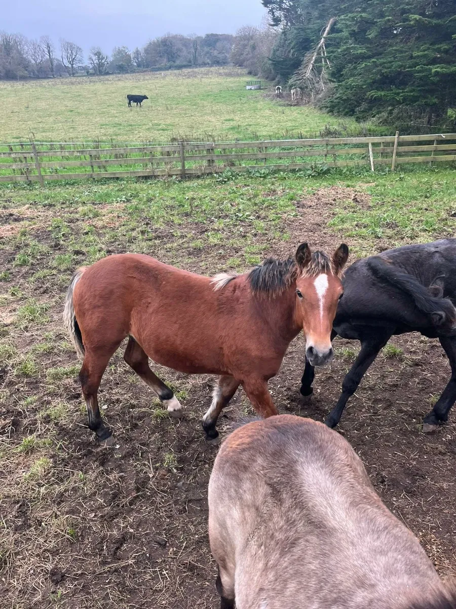 Connamara pony - Image 2