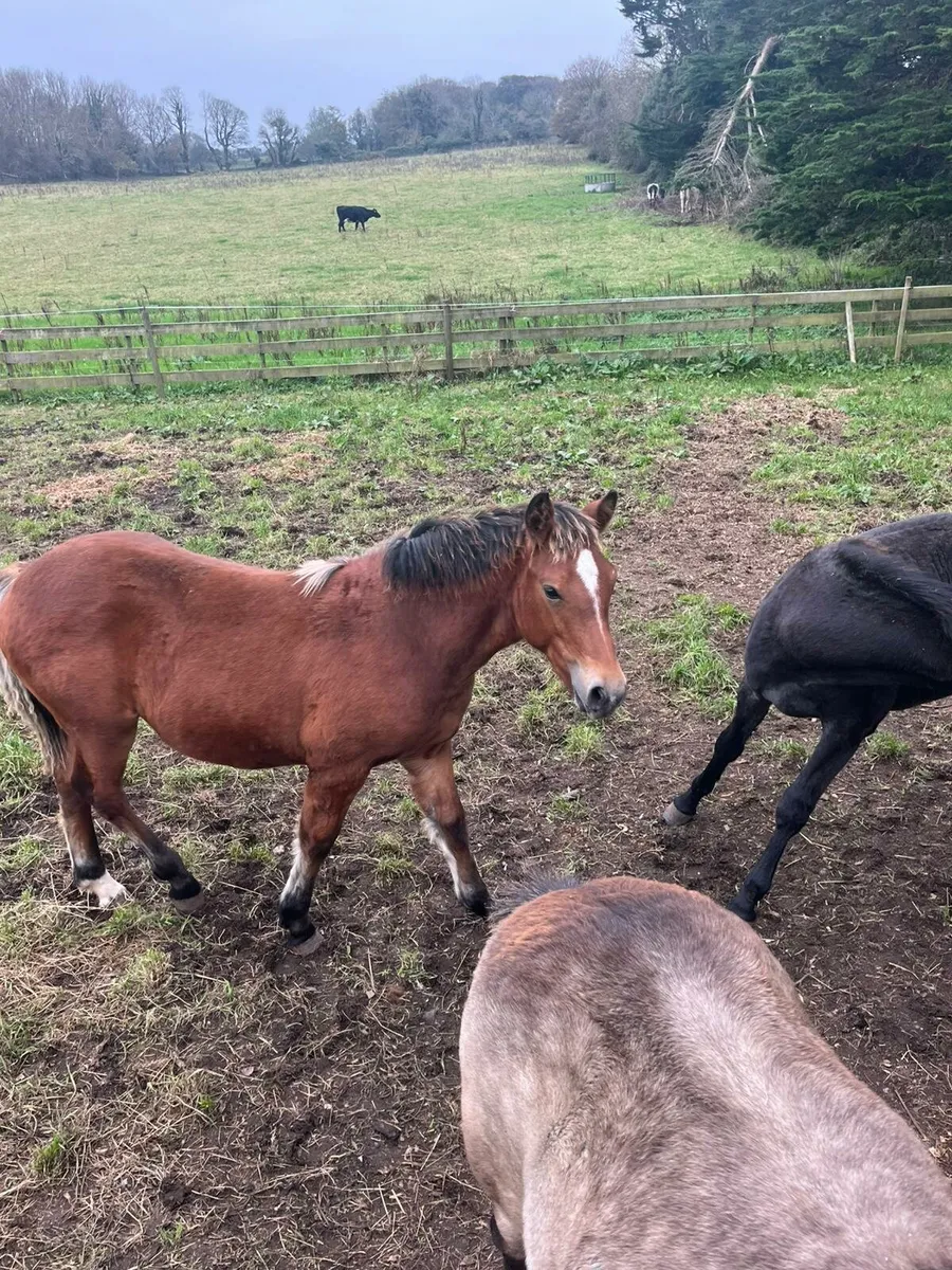 Connamara pony - Image 4