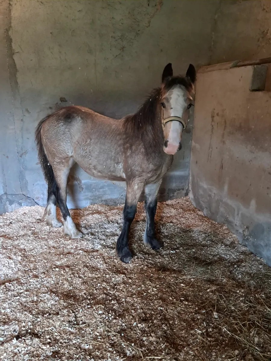 Horse - Image 1