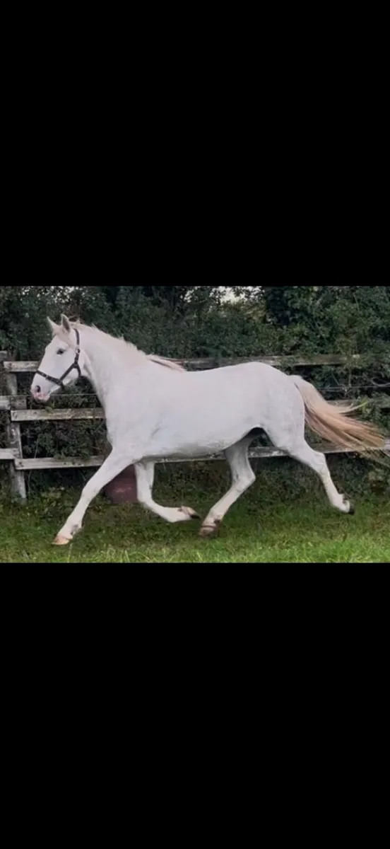 RID Filly Drishane Diamond - Image 2
