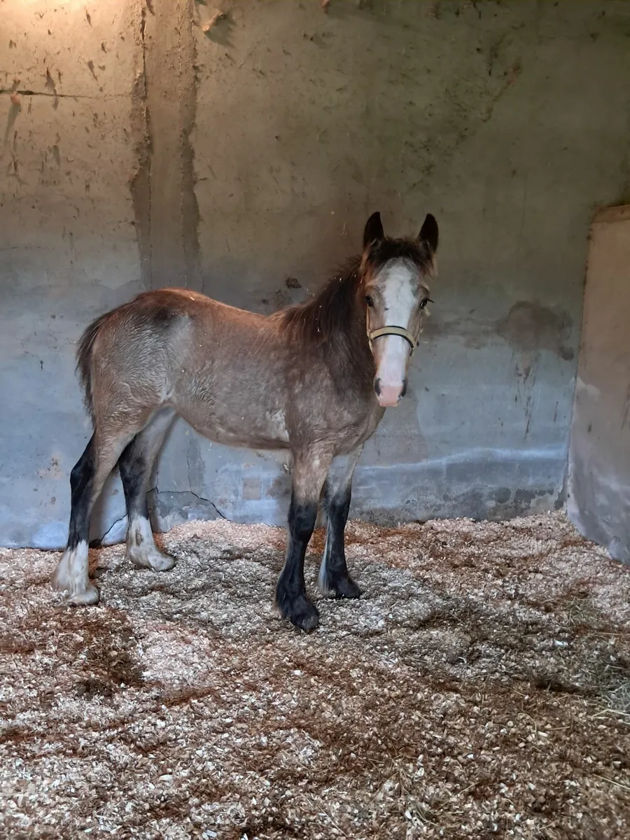 Horse - Image 2