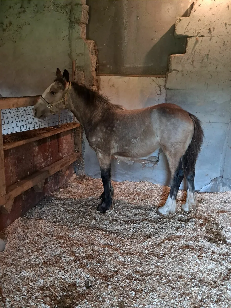 Horse - Image 3