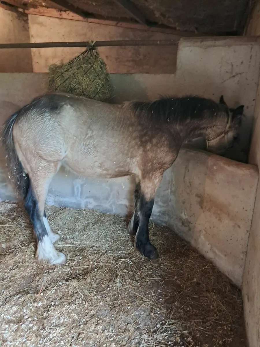 Horse - Image 4