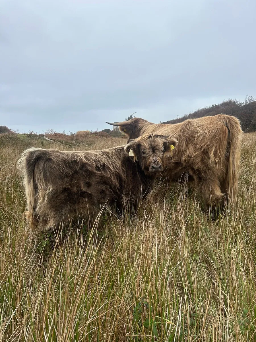Pedigree highland cattle - Image 1