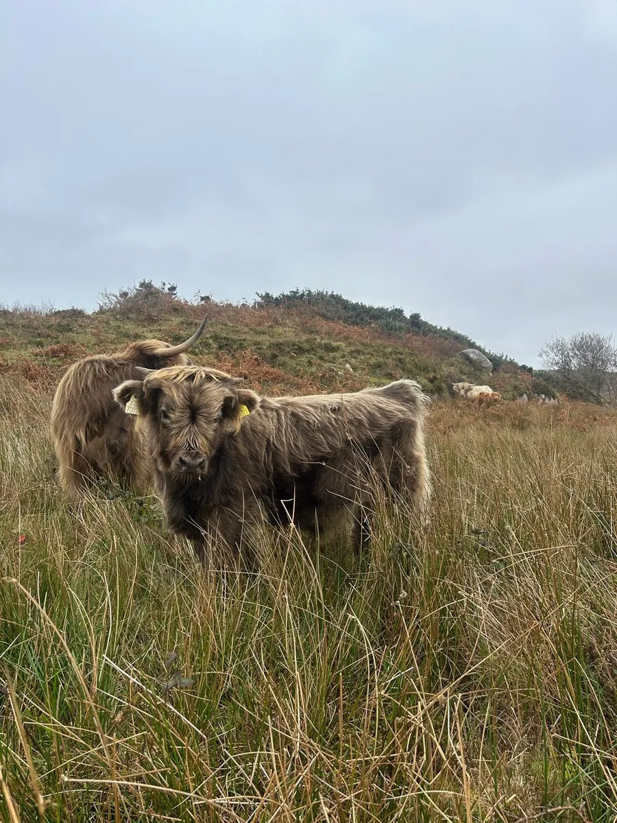 Pedigree highland cattle - Image 2