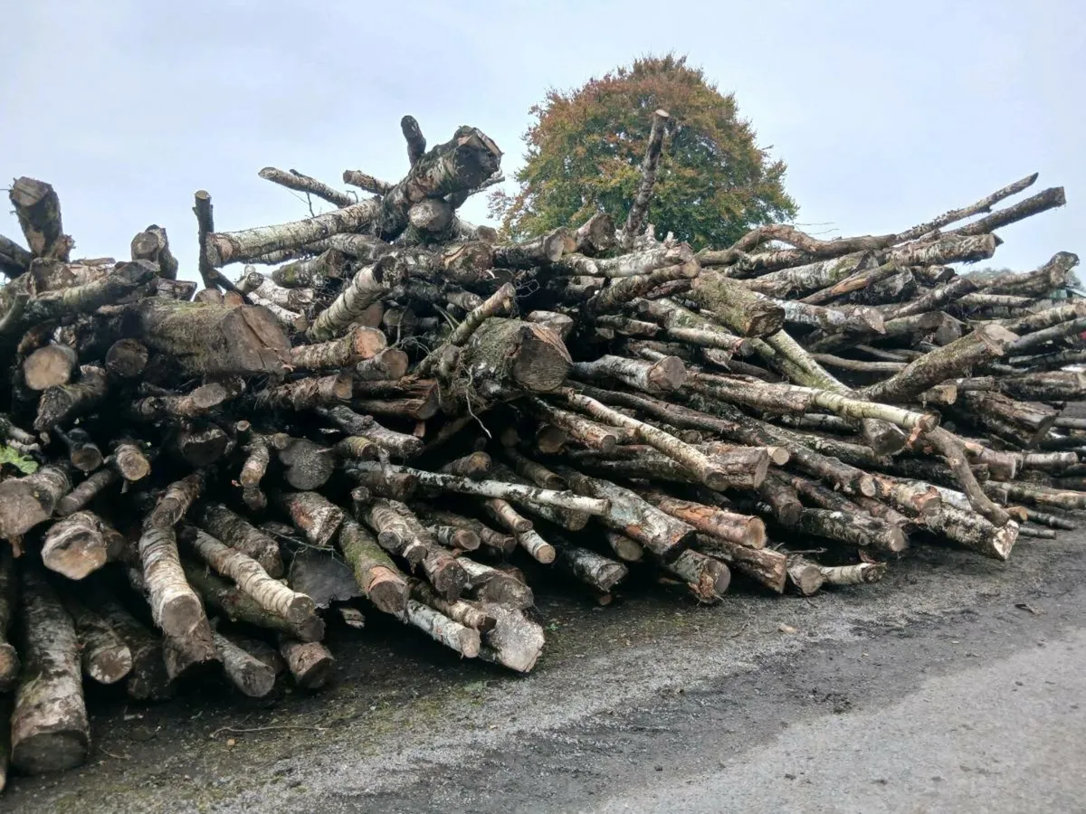 Timber firewood - Image 4