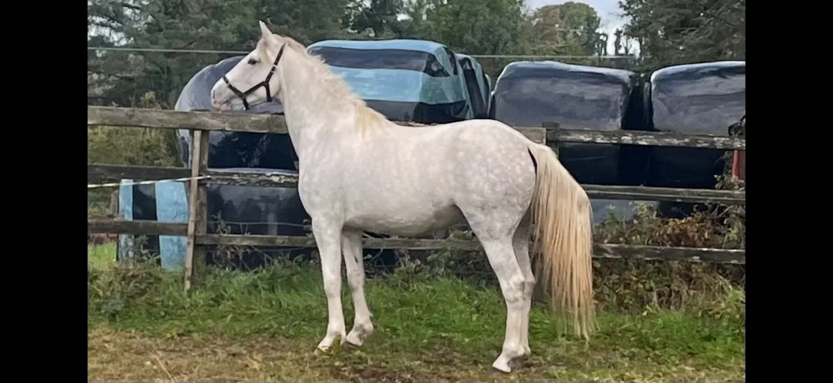RID Filly Drishane Diamond - Image 3