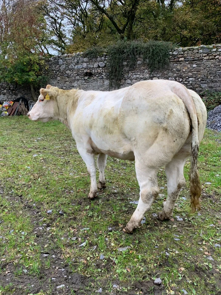 Springers for Ballymote Friday 17th October - Image 1