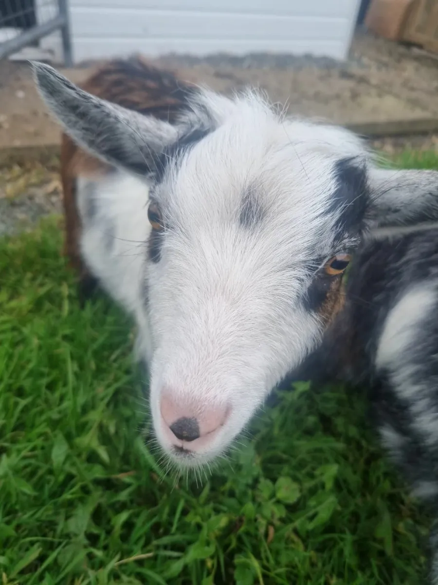 Pygmie goats - Image 1