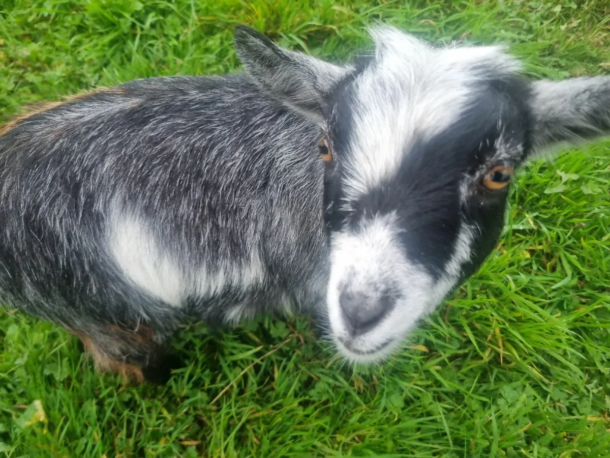 Pygmie goats - Image 2