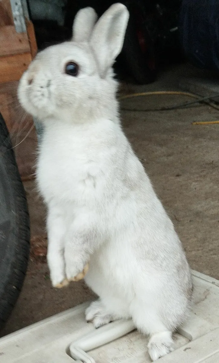 Rabbit - Image 2
