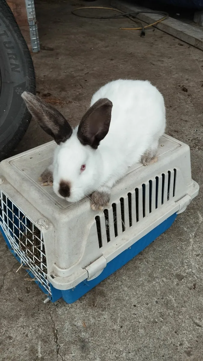 Rabbit - Image 4