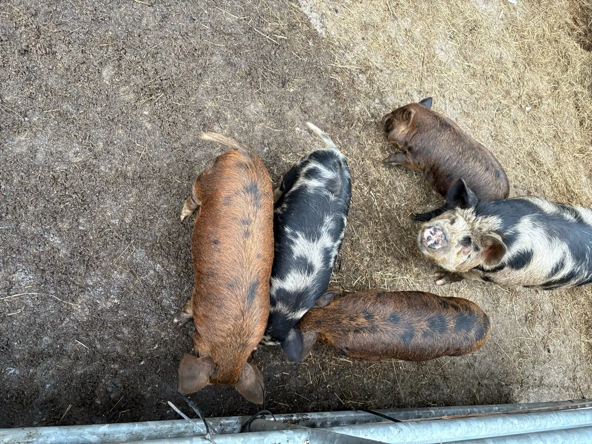 Pigs - Image 1
