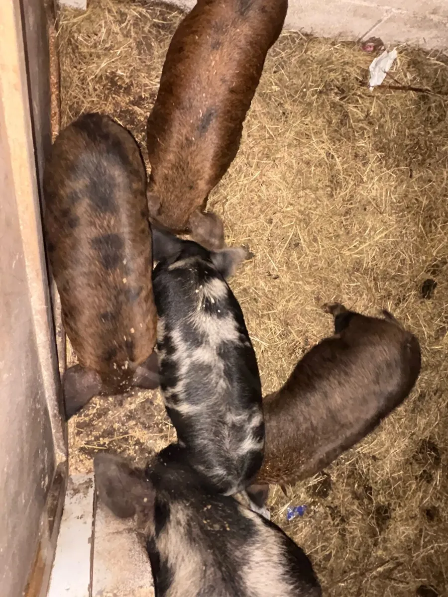 Pigs - Image 2