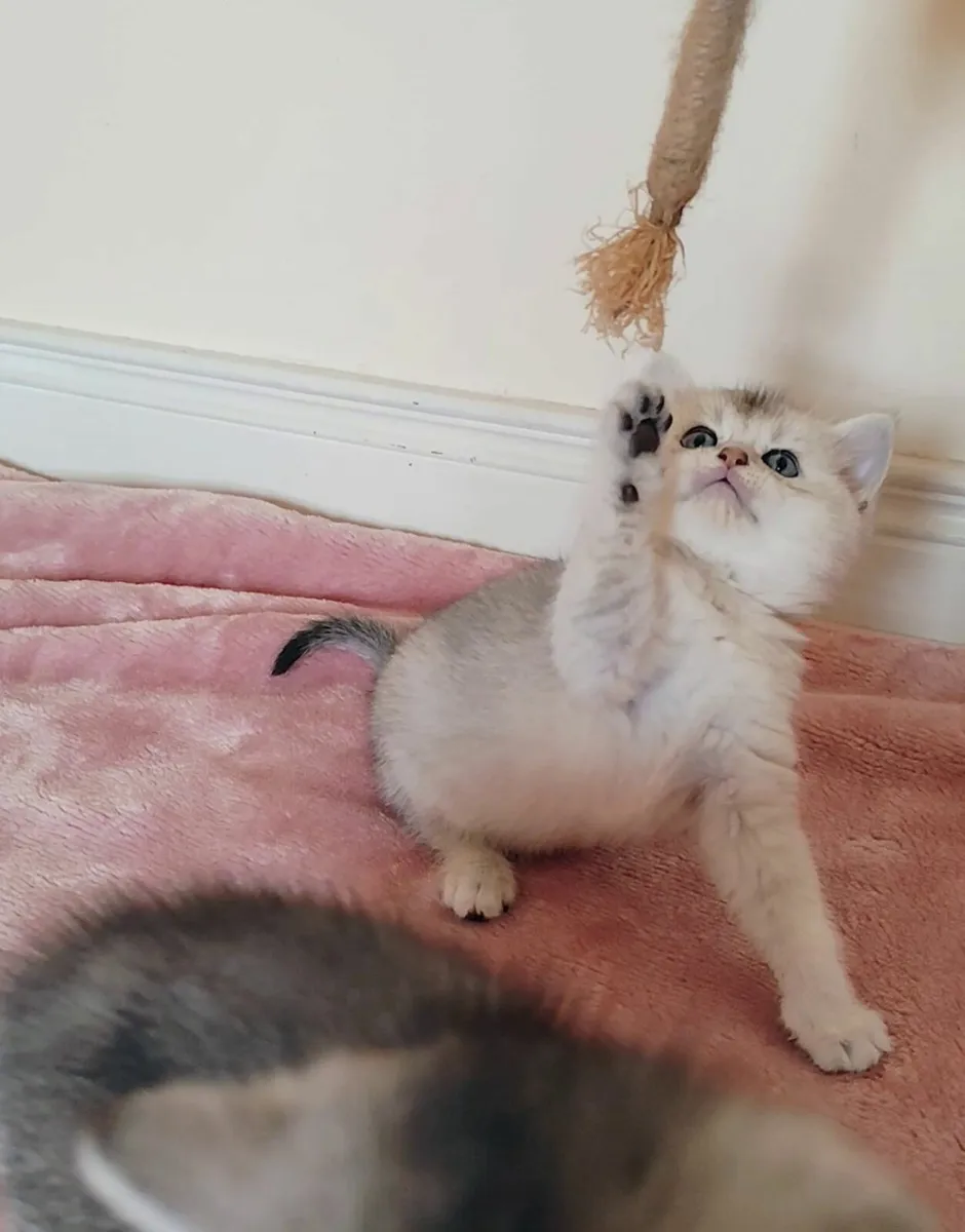 Champion Kittens Ragdoll BSH - Image 2